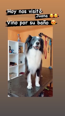 CONSENTIDOS TIENDA DE MASCOTAS 