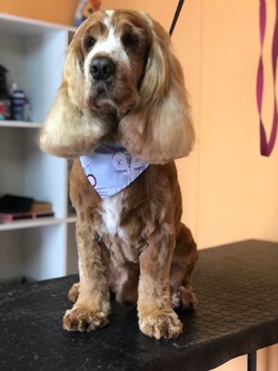 CONSENTIDOS TIENDA DE MASCOTAS 