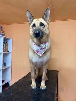 CONSENTIDOS TIENDA DE MASCOTAS 