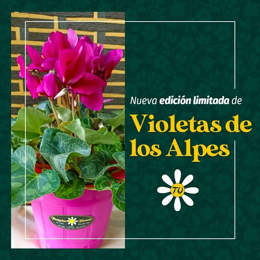 Floryplan Tu Floreria | Floryplan Tu Florería | Rivera 881 Y Treinta Y Tres  | Guía Móvil 1122