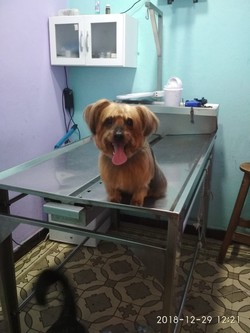 VETERINARIA NUEVA URUGUAYA 