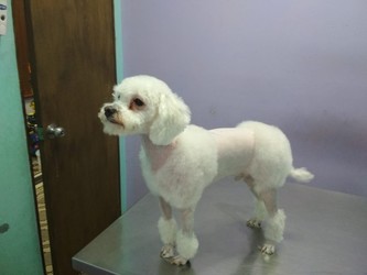 VETERINARIA NUEVA URUGUAYA 