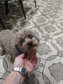 VETERINARIA NUEVA URUGUAYA 