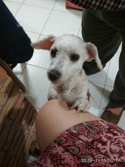 VETERINARIA NUEVA URUGUAYA 