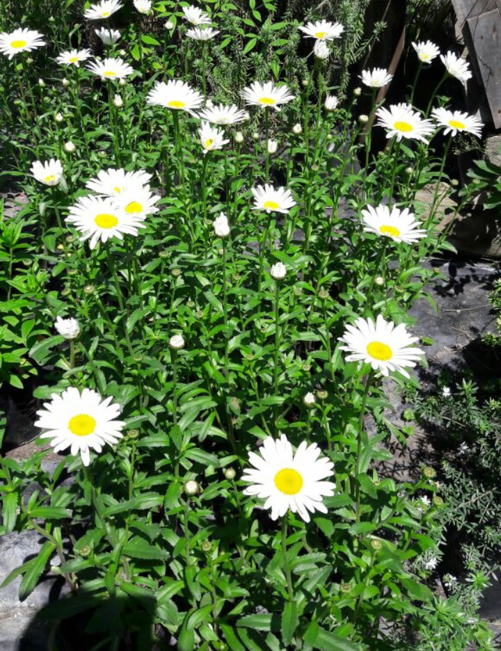 NAZAREO Flores de estación 