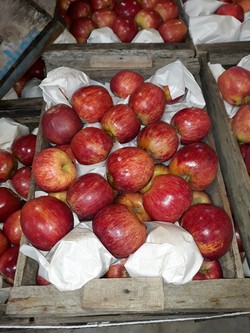 PUESTO ALEJANDRO CIRIGLIANO 