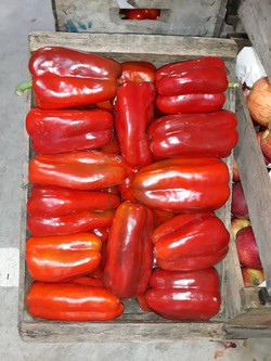 PUESTO ALEJANDRO CIRIGLIANO 