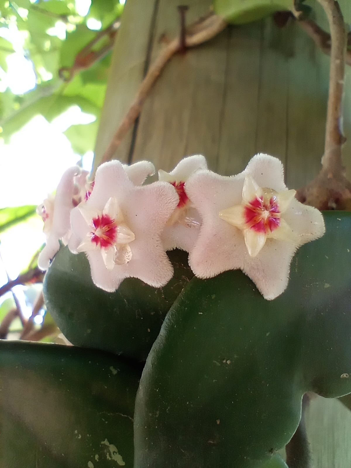 FLORERIA Y VIVERO TIKI  