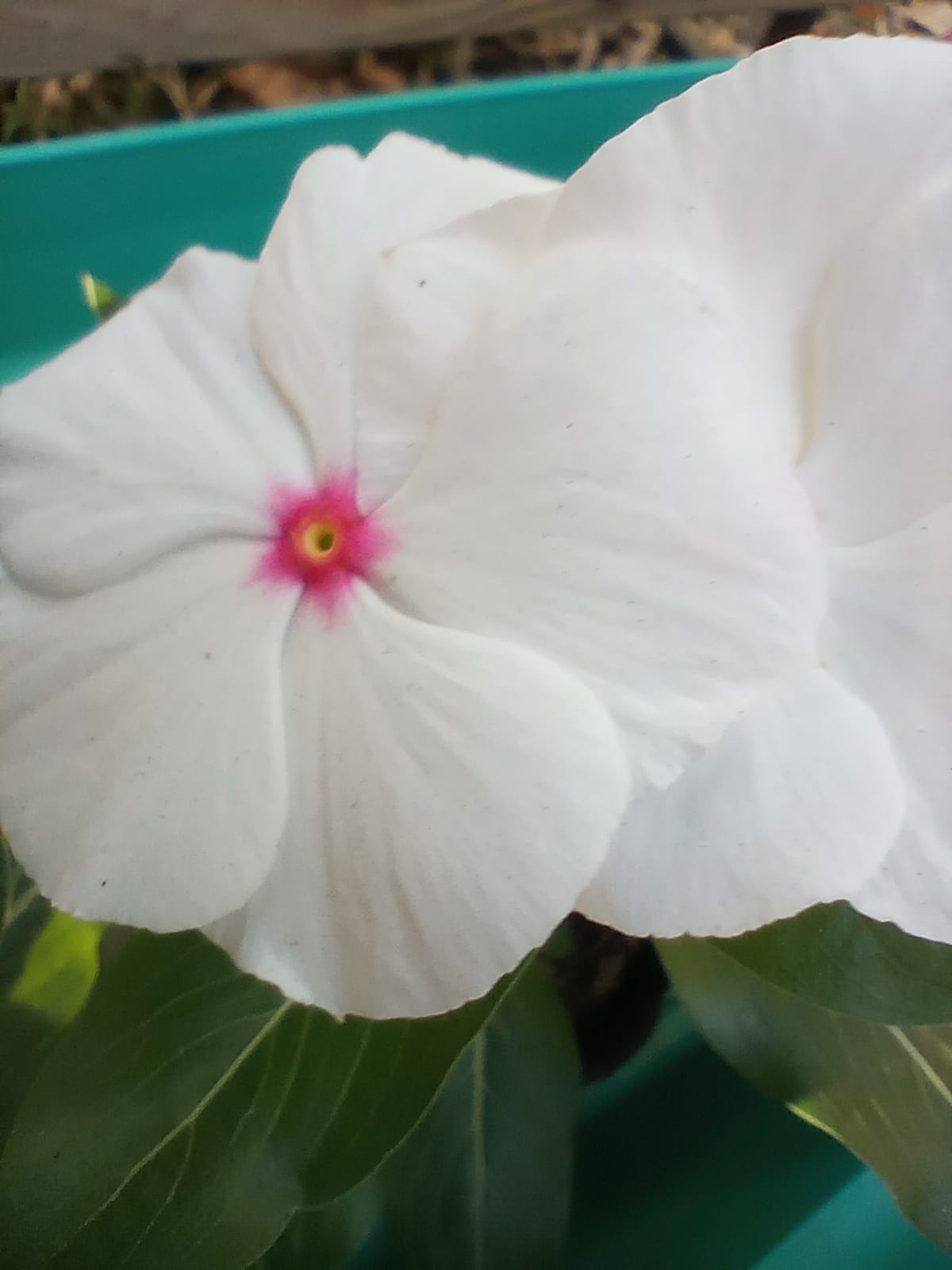 FLORERIA Y VIVERO TIKI  