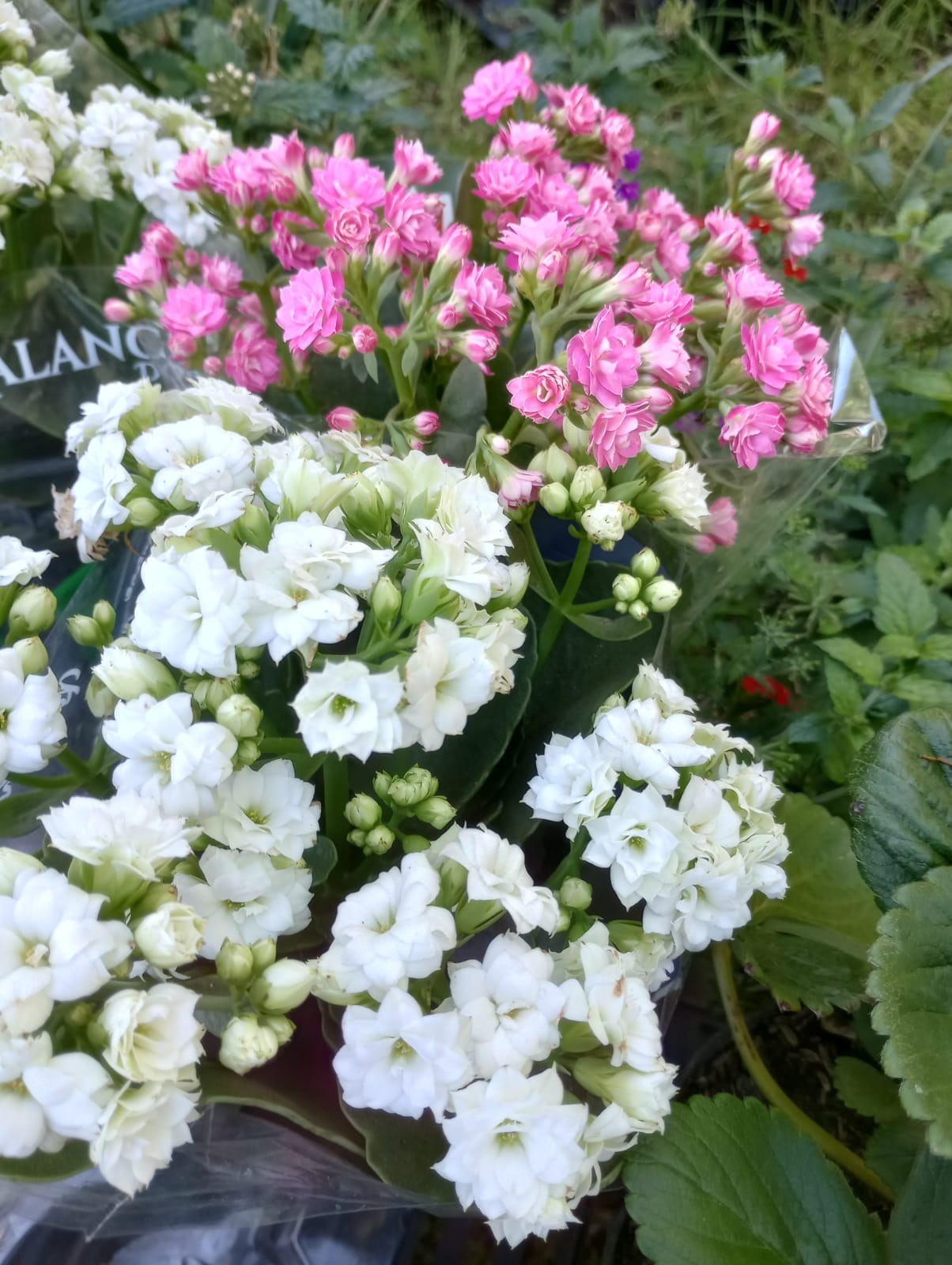 FLORERIA Y VIVERO TIKI  