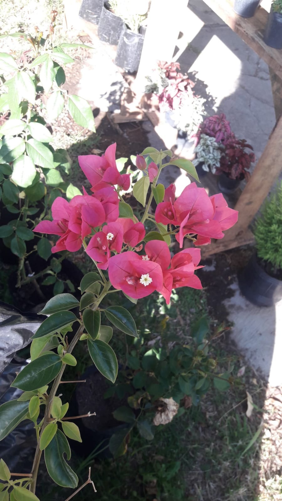 FLORERIA Y VIVERO TIKI  