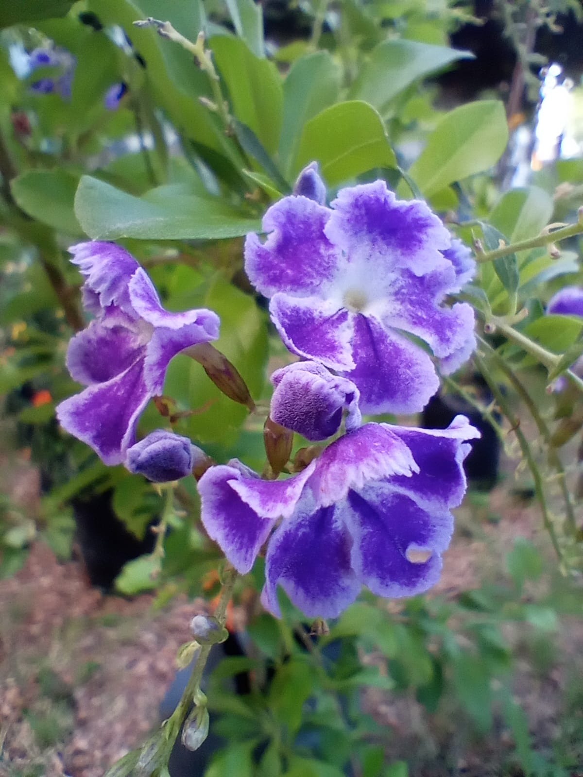 FLORERIA Y VIVERO TIKI  