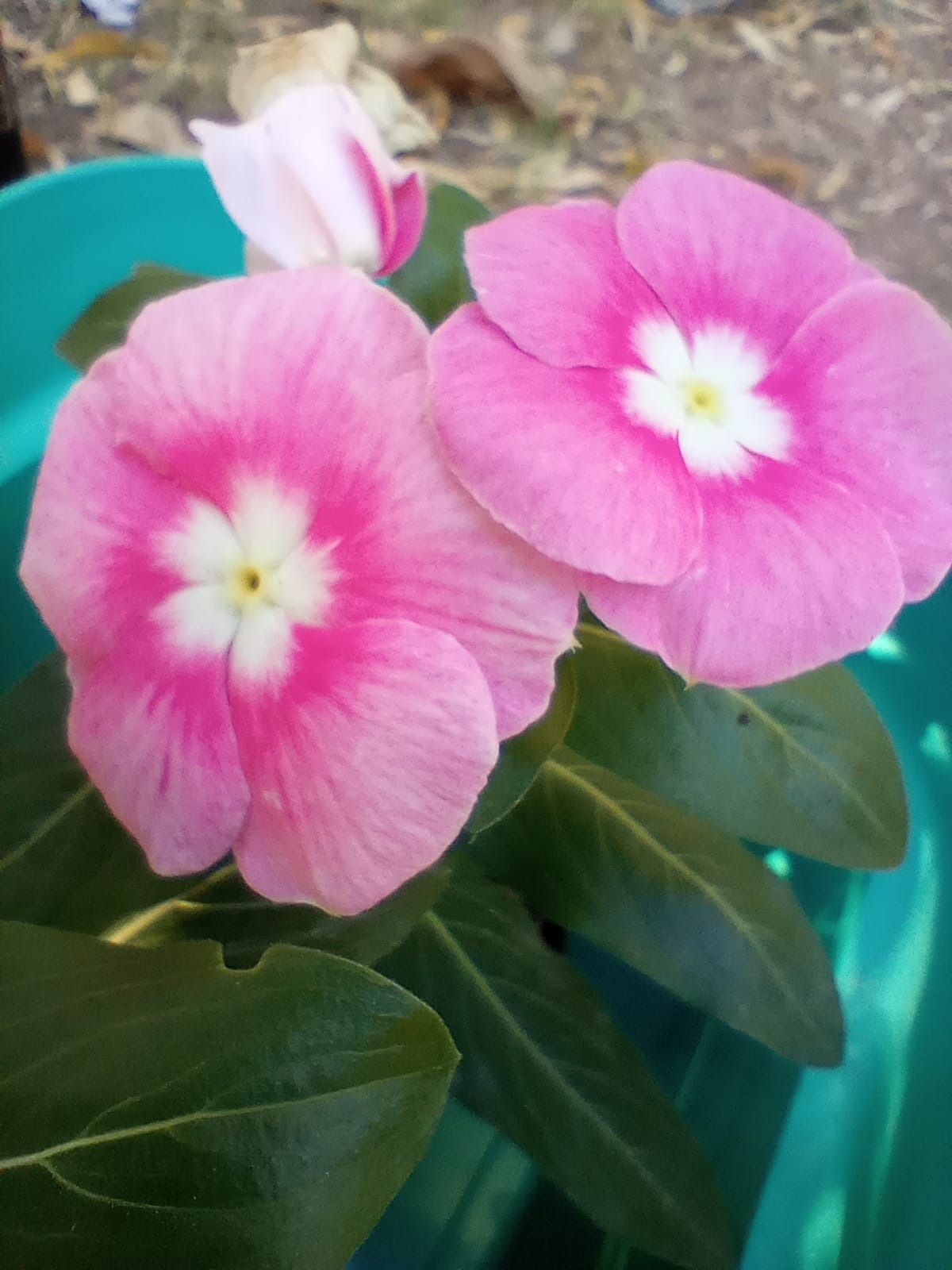 FLORERIA Y VIVERO TIKI  