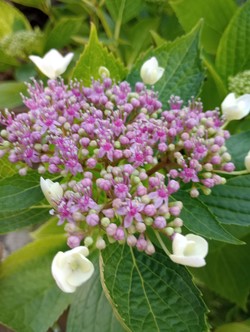 FLORERIA Y VIVERO TIKI 