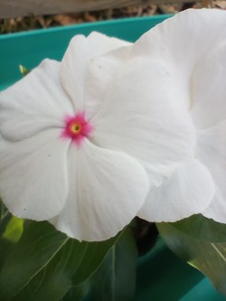 FLORERIA Y VIVERO TIKI 