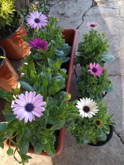 FLORERIA Y VIVERO TIKI 