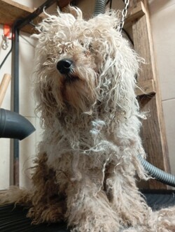 Agroveterinaria Canelas 