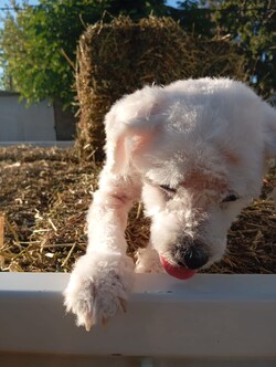 Agroveterinaria Canelas 