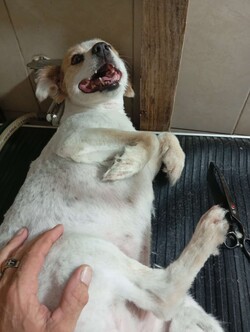 Agroveterinaria Canelas 