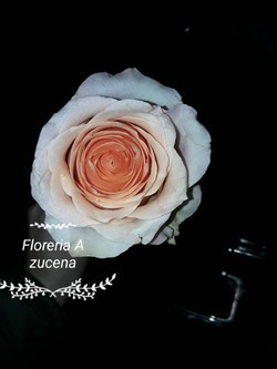 FLORERIA AZUCENA  