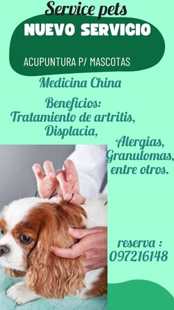 Serivice Pets Acupuntura animal.