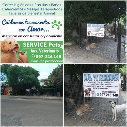 SERVICE PET Serivice Pets