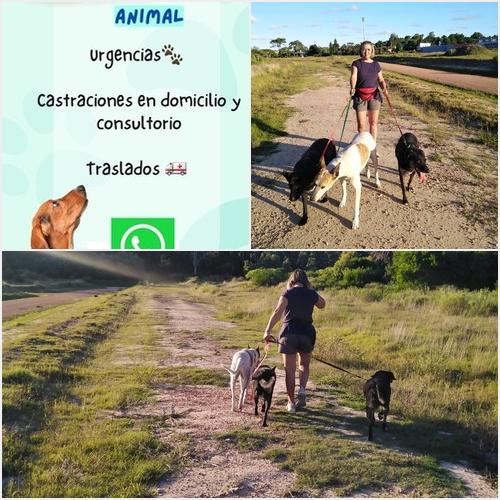 Paseos recreativos Serivice Pets