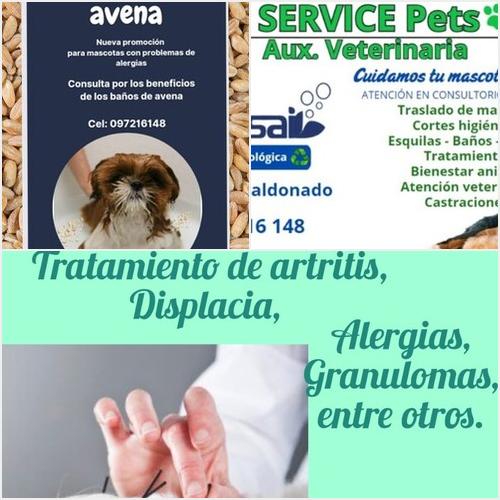 Service Pets Serivice Pets