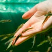 ICTIOTERAPIA SALUD Y BELLEZA