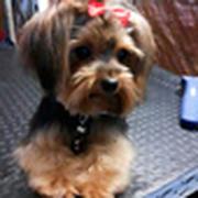 MA PELUQUERIA CANINA