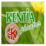 KENTIA PLANTAS