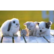 JAGUARETE VETERINARIA