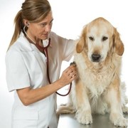 ARTEMISA VETERINARIA