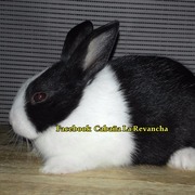 CONEJOS ENANOS . LA REVANCHA