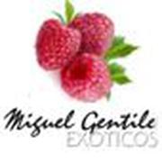 MIGUEL GENTILE EXOTICOS