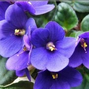 VIOLETAS PRODUCTOS NATURALES