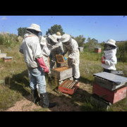 COOPERATIVA CALPROMI (SEDE APICULTORES)