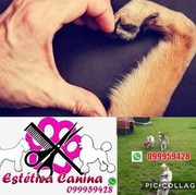 ESTETICA CANINA