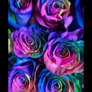 FLORERIA  IMPERIO NARA