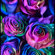 FLORERIA IMPERIO NARA