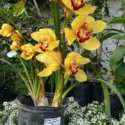 VIVERO LAS ALEGRÍAS