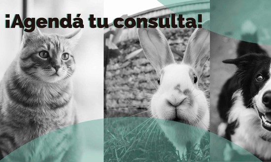 HOSPITAL VETERINARIO SUPERVET